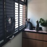 CAT-PROOF WINDOW GRILLES