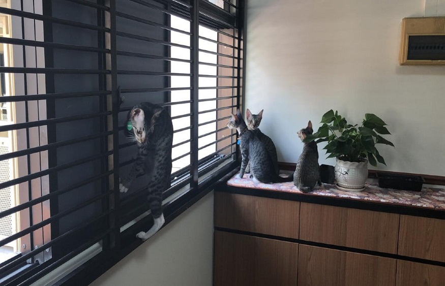 CAT-PROOF WINDOW GRILLES