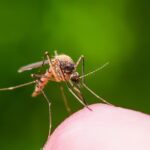 Controlling Mosquito Breeding