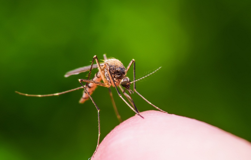 Controlling Mosquito Breeding
