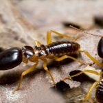 Termite Control in Eagle